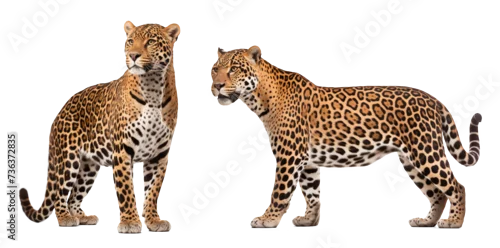 Obraz Two leopard couple on isolated background