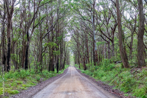 Photograph of a dirt road running through a large forest recovering from bushfire in the Central Tablelands in New South Wales in Australia