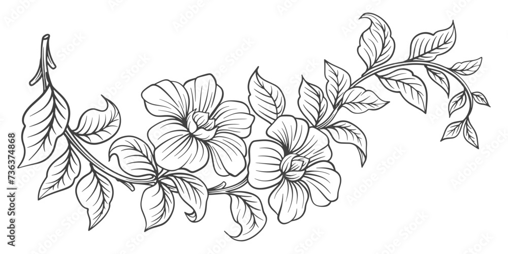 Sketch Floral Botany Collection. flower drawings. Black and white with line art on white backgrounds. Hand Drawn Botanical Illustrations.Vector.