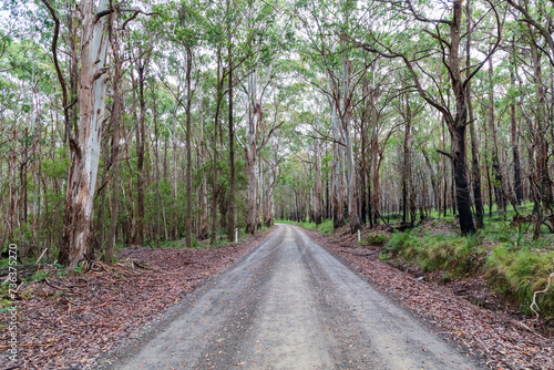 Photograph of a dirt road running through a large forest recovering from bushfire in the Central Tablelands in New South Wales in Australia