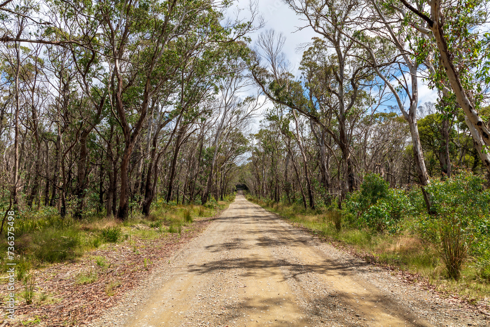 Photograph of a dirt road running through a large forest recovering from bushfire in the Central Tablelands in New South Wales in Australia Photograph of a dirt road running through a large forest recovering from bushfire in the Central Tablelands in New South Wales in Australia