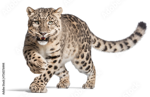 Snow leopard on isolated background