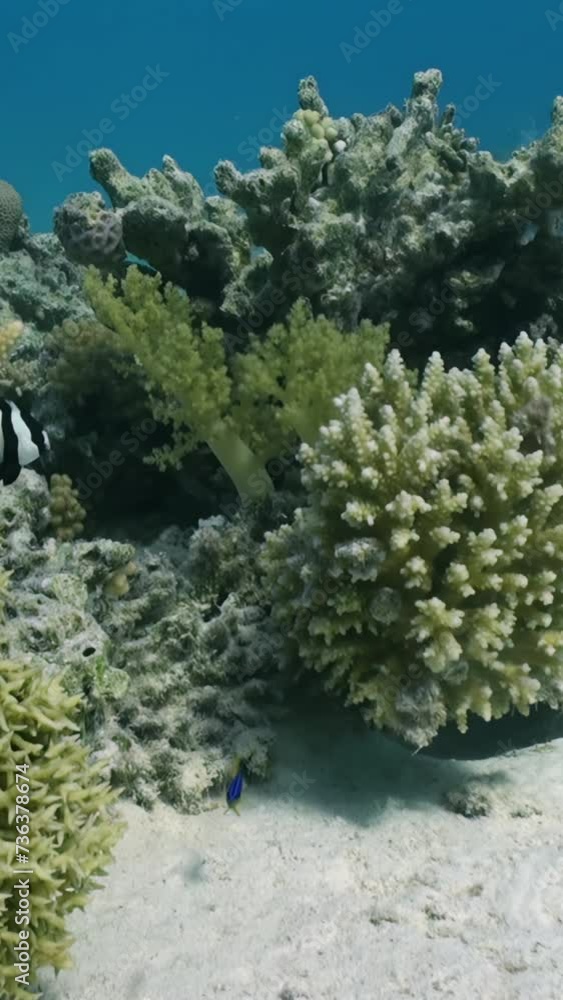 Beauty and diversity of marine fish life on coral reef. Let soothing visuals of this underwater fish and coral video wash over you, bringing sense of calm and wonder. Vertical video. Red Sea. Beauty and diversity of marine fish life on coral reef. Let soothing visuals of this underwater fish and coral video wash over you, bringing sense of calm and wonder. Vertical video. Red Sea.