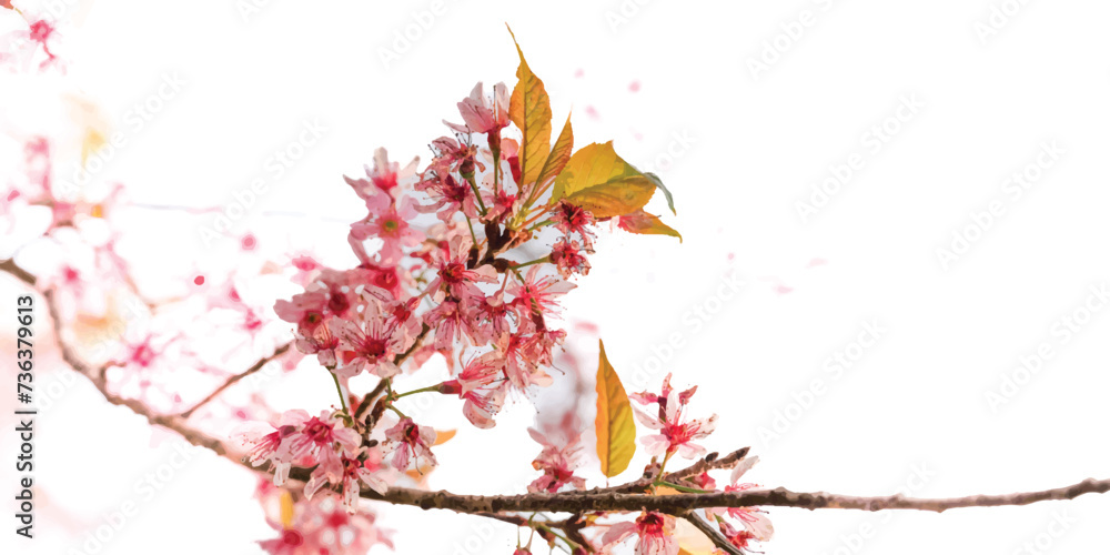 branch with flowers branch with flowers