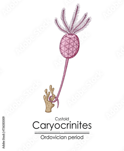 Cystoid Caryocrinites, an Ordovician period creature. Colorful illustration on a white background
