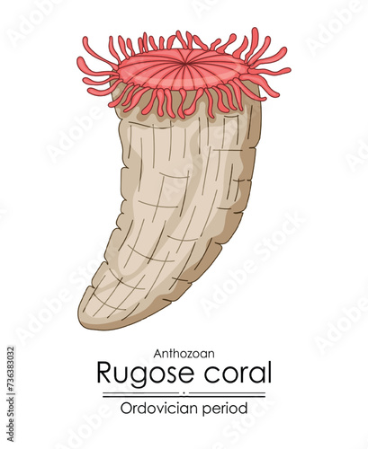 Rugose coral, an Ordovician period creature. Colorful illustration on a white background