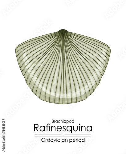 Rafinesquina, an Ordovician period brachiopod. Colorful illustration on a white background photo