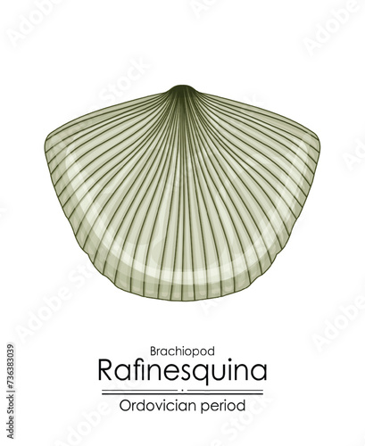 Rafinesquina, an Ordovician period brachiopod. Colorful illustration on a white background
