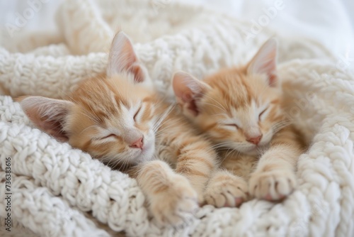 Cute Kittens Enjoy A Cozy Cuddle Session On A Soft, White Blanket. Сoncept Cute Kittens, Cozy Cuddle Session, Soft White Blanket, Adorable Moments, Feline Love