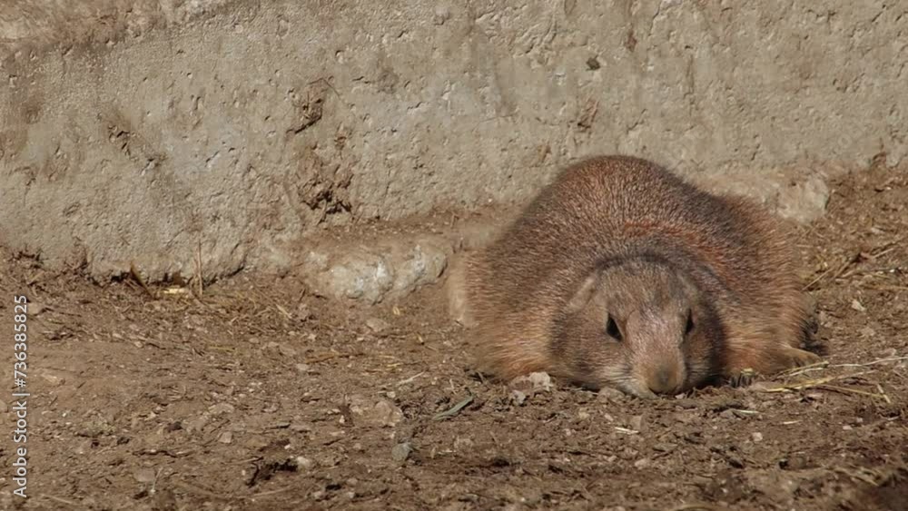 short clip of a black-tailed prairie dog - Cynomys ludovicianus short clip of a black-tailed prairie dog - Cynomys ludovicianus