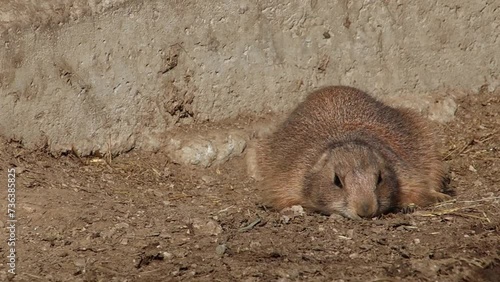 short clip of a black-tailed prairie dog - Cynomys ludovicianus photo
