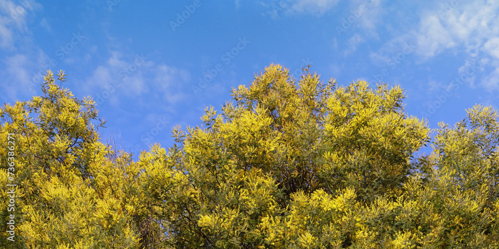 Springtime. Bright yellow flowers of Acacia dealbata tree against  sky