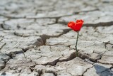 Solitary poppy growing in cracked dry earth, a symbol of resilience and life's persistence in the face of harsh environmental conditions