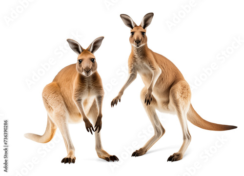 Kangaroo hopping, active pose, isolated background