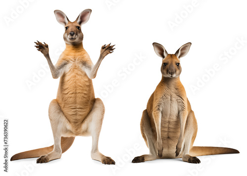 Funny kangaroo isolated on transparent background