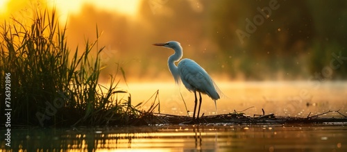 Bird on Danube Delta water, showcasing biodiversity of ecosystem conservation.
