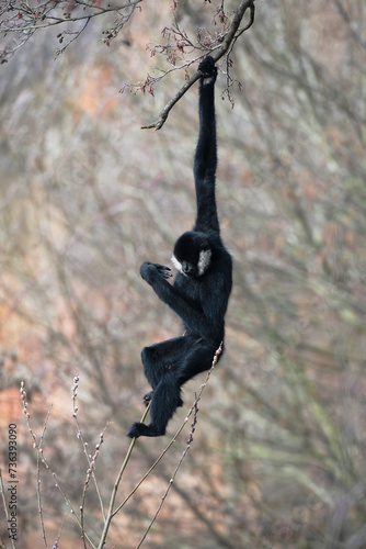 The northern white-cheeked gibbon (Nomascus leucogenys) is a species of gibbon native to South East Asia. Male gibbon, Female gibbon