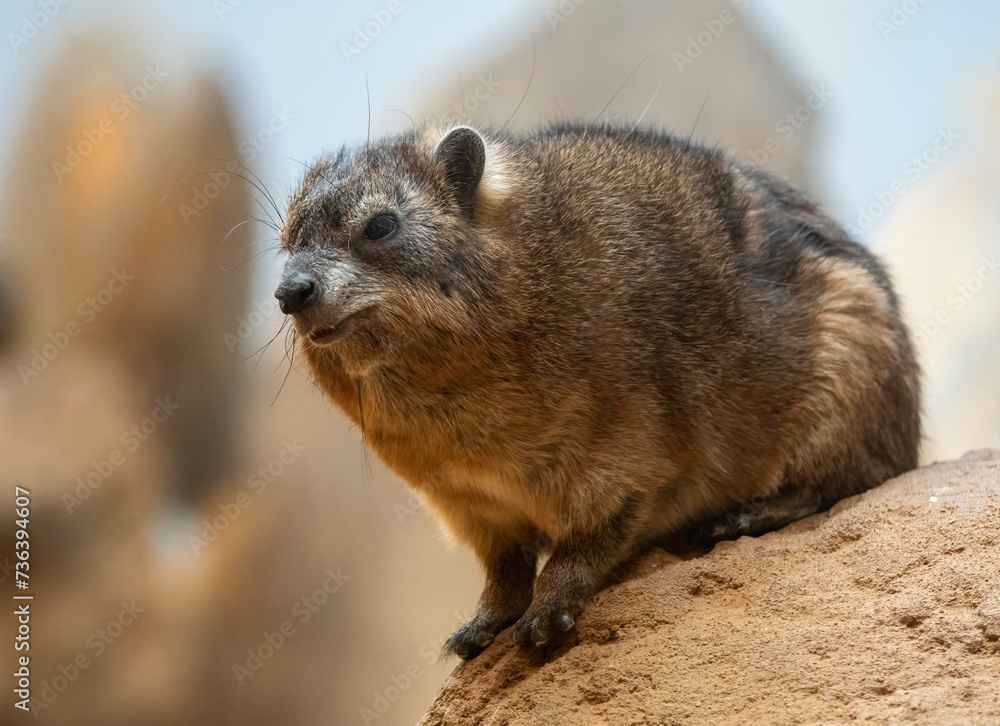 The rock hyrax (Procavia capensis), also called dassie, Cape hyrax, rock rabbit The rock hyrax (Procavia capensis), also called dassie, Cape hyrax, rock rabbit