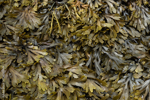 Fucus spiralis also known as spiral wrack and flat wrack photo