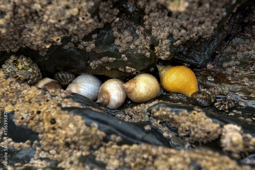 Colony of dog whelks on different colours