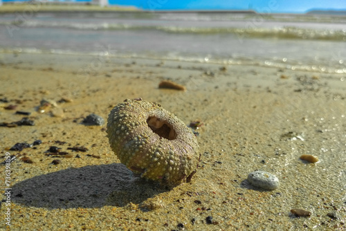 Tablou pe pânză Empty dead bony shell of a sea urchin lies on the beach in the sand on a sunny day by the ocean
