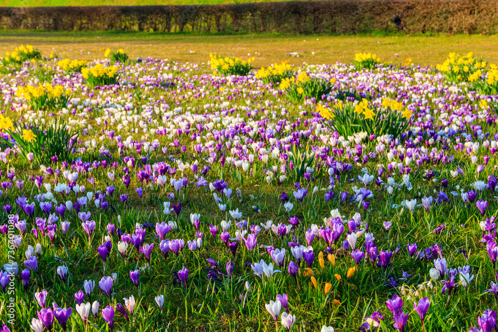 Purple crocus flowers and yellow daffodils on the lawn at spring Purple crocus flowers and yellow daffodils on the lawn at spring