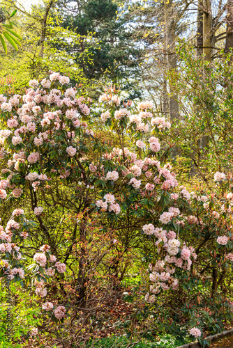 Fototapeta Naklejka Na Ścianę i Meble -  Beautiful blooming tree rhododendron (Rhododendron arboreum) in the botanical garden
