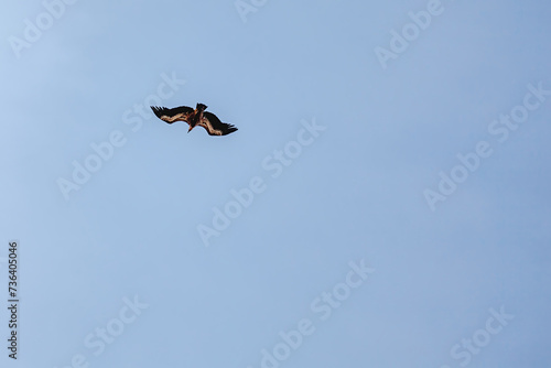 Wildlife birds  vulture in the sky