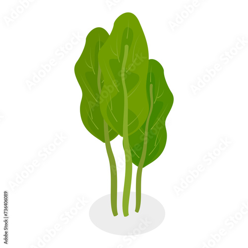 3D Isometric Flat Vector Set of Salad Greens, Leafy Vegetables. Item 3