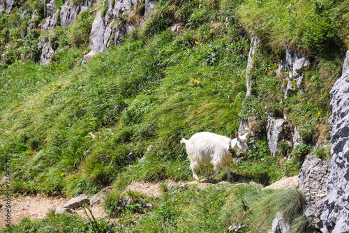 White goat with bell grazing in the Swiss Alps, near Appenzell in the Alpstein mountain range, Ebenalp, Switzerland
