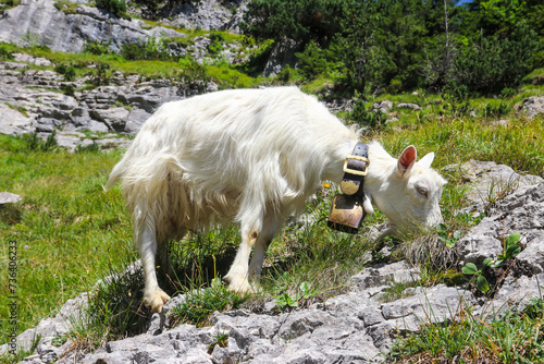 White goat with bell grazing in the Swiss Alps  near Appenzell in the Alpstein mountain range  Ebenalp  Switzerland