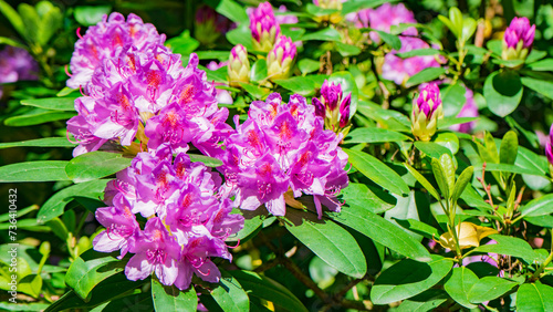 Blooming rhododendron photo. Azalea. Sunny day in the park with greenery. Spring/Summer scene. 8 march. Women's Day. Greetings. Ideal for celebrating women amidst nature's beauty..