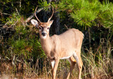 A male White-tailed Deer at Assateague Island, Maryland