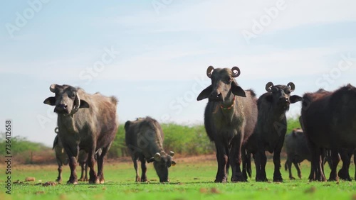 Herd of Indian buffalos at green farm in Sukhpar Village, Kutch, India. Buffalos in outdoor natural background. Livestock and domestic animals concept. Buffalos in meadows during summer  photo
