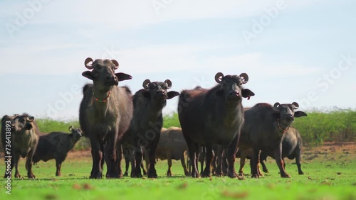 Herd of Indian buffalos standing at green farm in Sukhpar Village, Kutch, India. Buffalos in outdoor natural background. Livestock and domestic animals concept. Buffalos in meadows during summer  photo