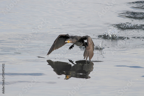 Big cormorant takeoff
