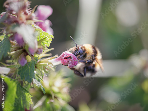 European bee sucking pollen