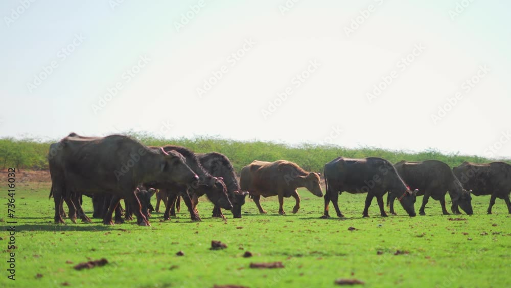 4K shot of Indian buffalos grazing in green meadows at Banni Grasslands Reserve, Gujarat. Agriculture and livestock concept. Cattles in green farm. Healthy Domestic animals at outdoors. 4K shot of Indian buffalos grazing in green meadows at Banni Grasslands Reserve, Gujarat. Agriculture and livestock concept. Cattles in green farm. Healthy Domestic animals at outdoors.
