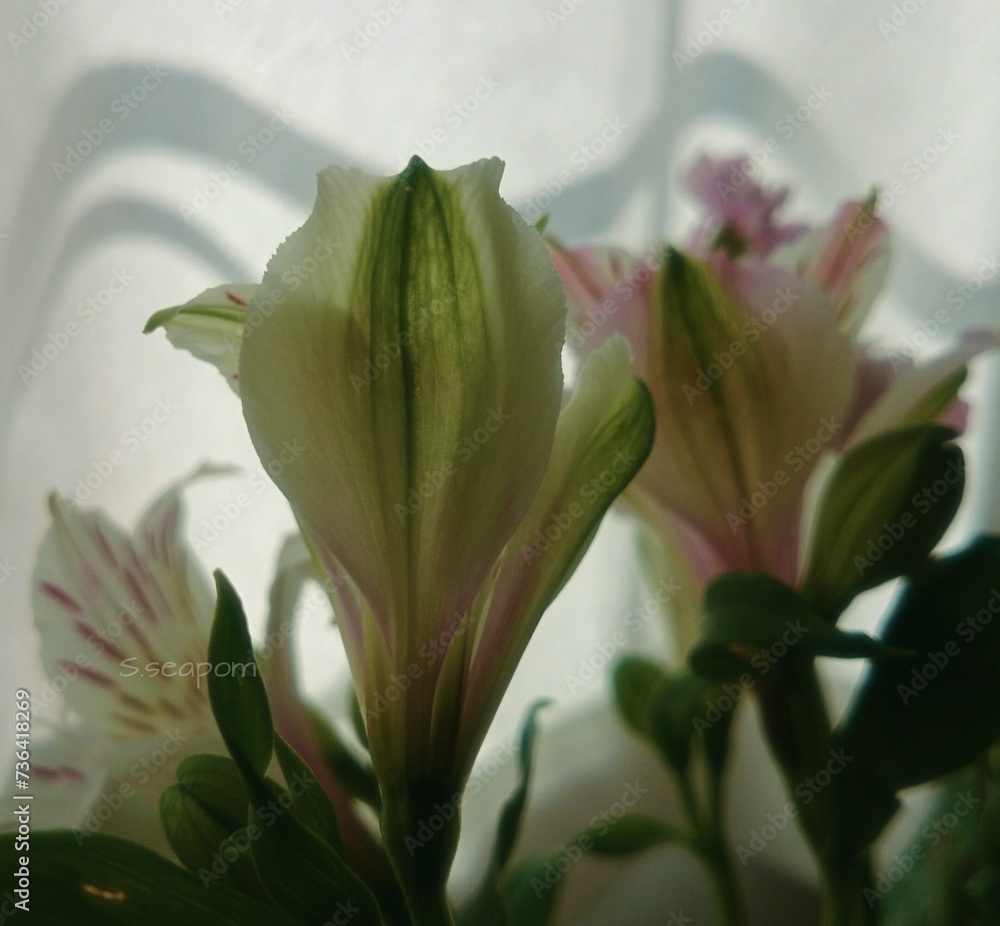 Obraz premium 花 アルストロメリア