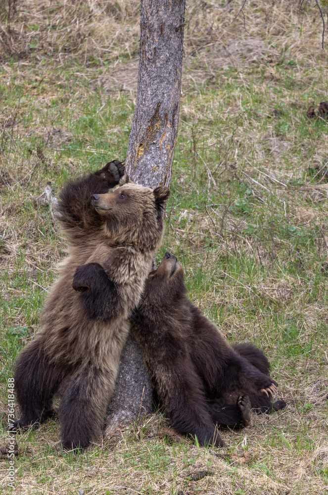 Pair of Grizzly Bears in Yellowstone National Park Wyoming in Spring
