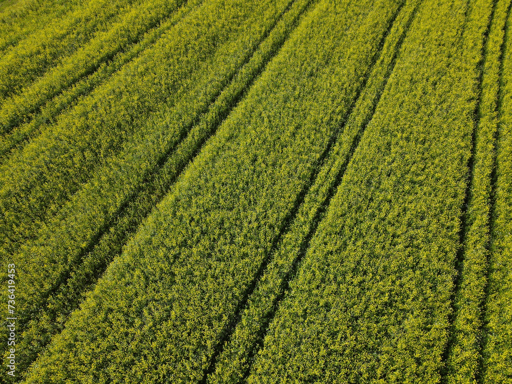 Aerial view of a green canola field in late summer Aerial view of a green canola field in late summer