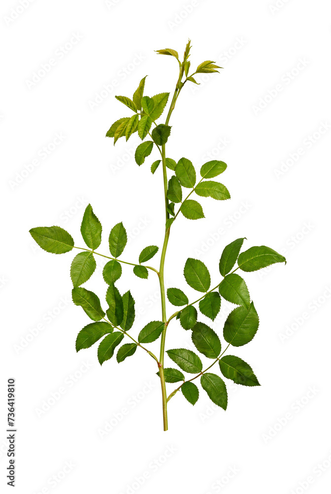 A rosehip branch isolated on a white background. Green rosehip leaves on a stem. Elements for creating designs, cards, patterns, floral arrangements, frames, wedding cards and invitations. A rosehip branch isolated on a white background. Green rosehip leaves on a stem. Elements for creating designs, cards, patterns, floral arrangements, frames, wedding cards and invitations.