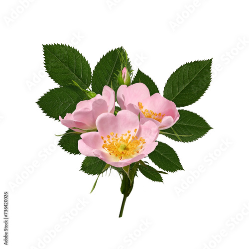 Spring or summer floral arrangement with rosehip flowers isolated on a white background. Element for creating designs, cards, patterns, floral arrangements, frames, wedding cards and invitations.