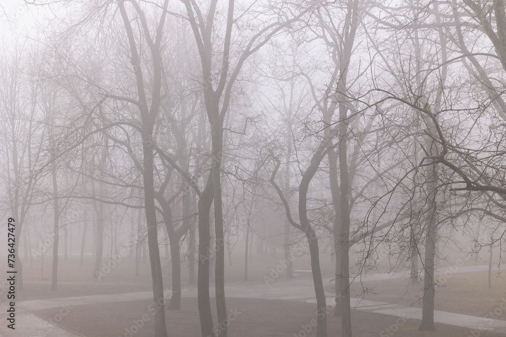 Trees in the park in the fog. Foggy forest landscape. Trees in the park in the fog. Foggy forest landscape.