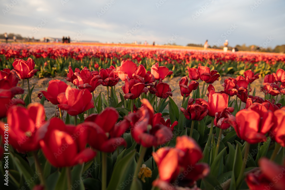 Tulip garden Tulip garden