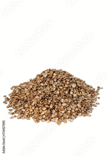 Dhania or Coriander Seed Isolate on White Background with Copy Space, Also Known as Cilantro