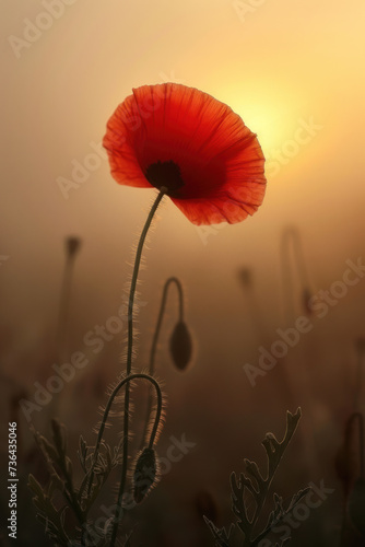 Red poppy flower blossom in the mist and fog, vertical background