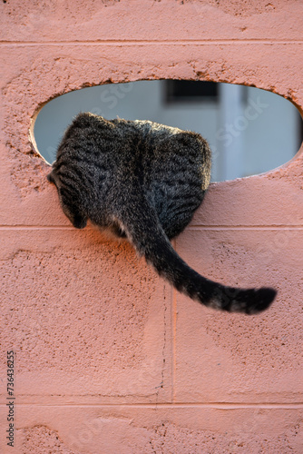 Photography The cat's butt is on the wall, the cat is in the ventilation opening on the wall