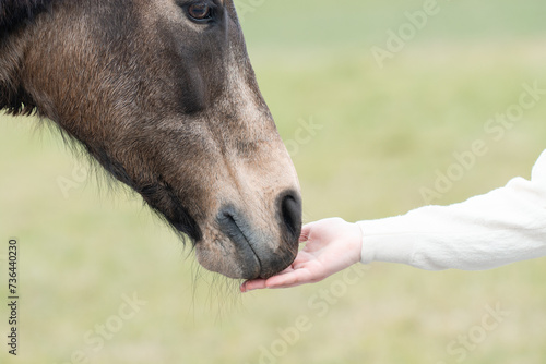 Einem Pferd annähern