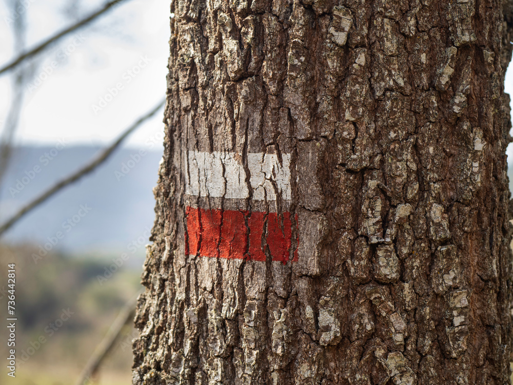 Fototapeta premium GR road marking mark on tree bark with autumn forest background
